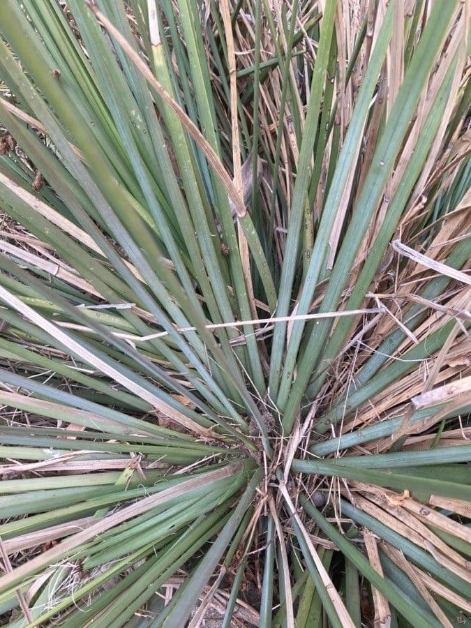 Agave 7