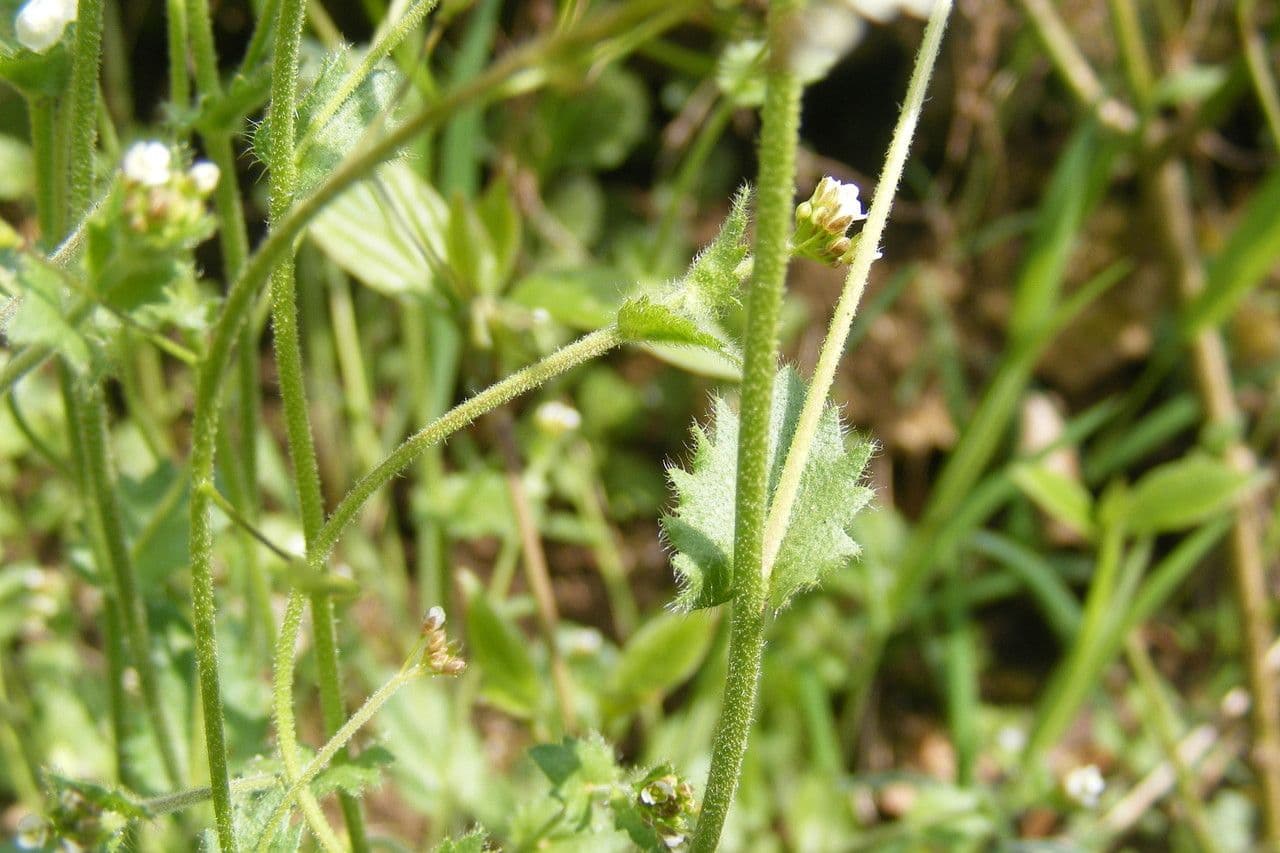 Draba murale 28