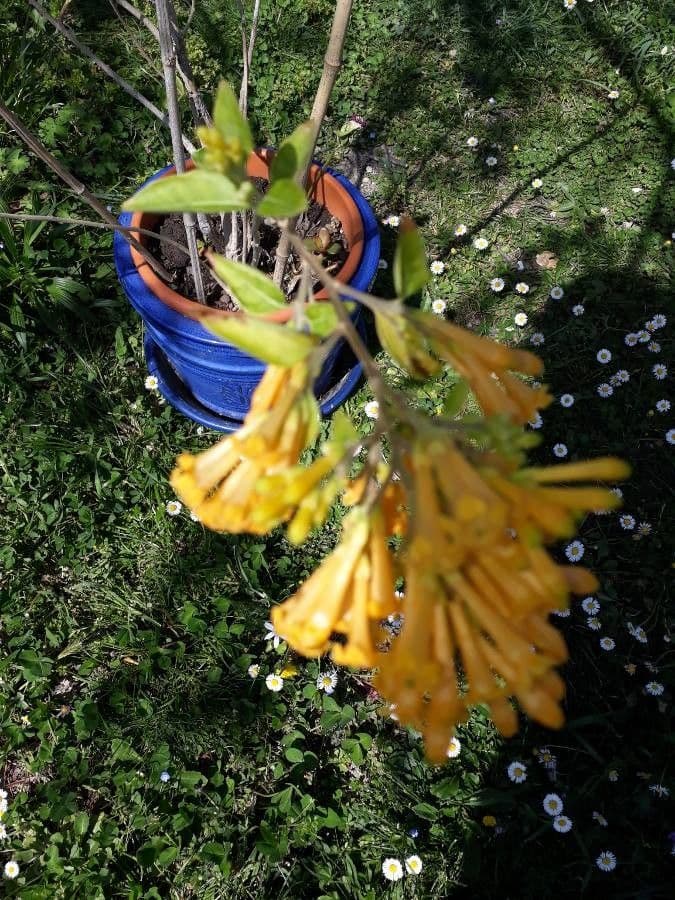 Cestrum arancione 11