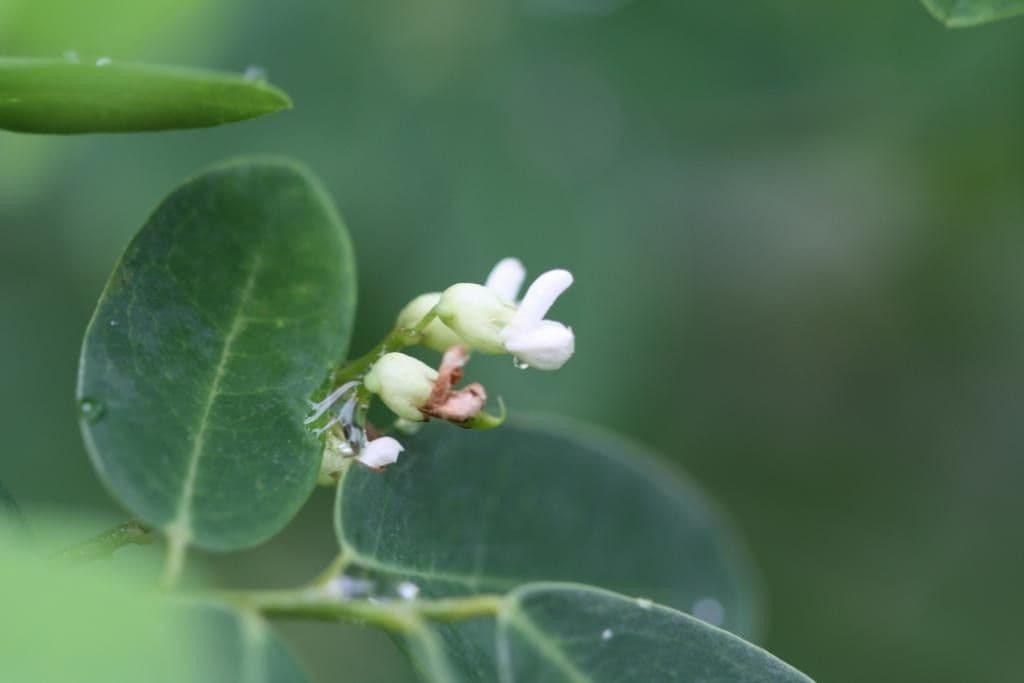 Dalbergia 9