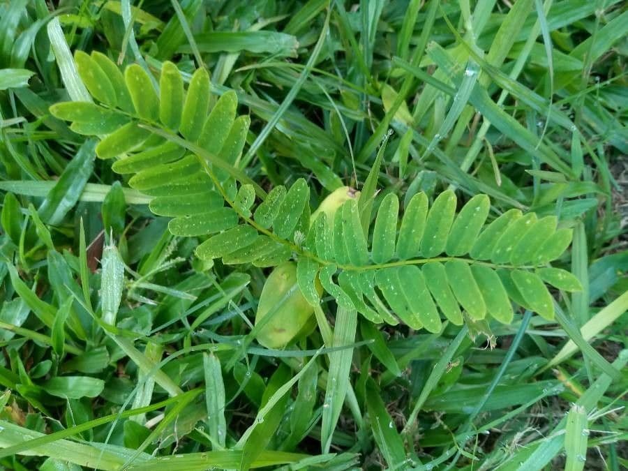 Tephrosie cendrée 12