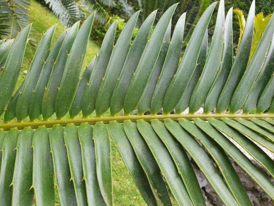Encephalartos 4