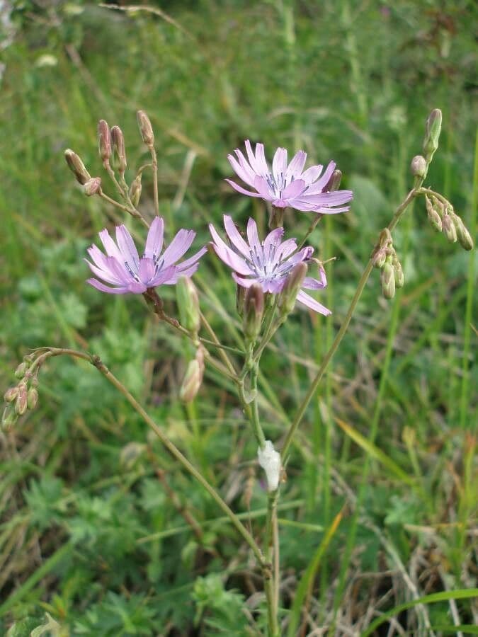 Podospermum 19