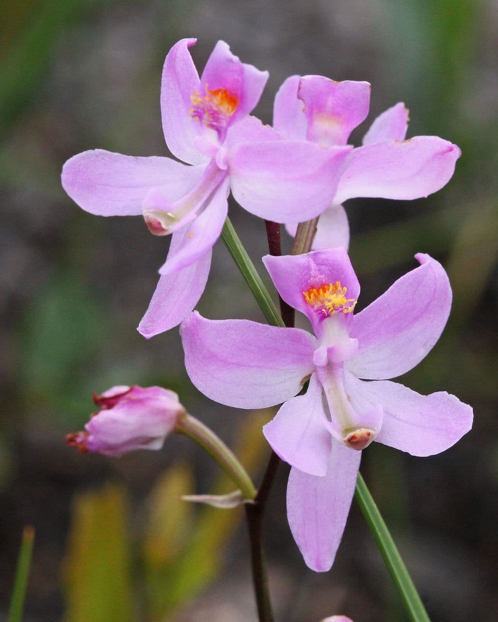 Calopogon 3