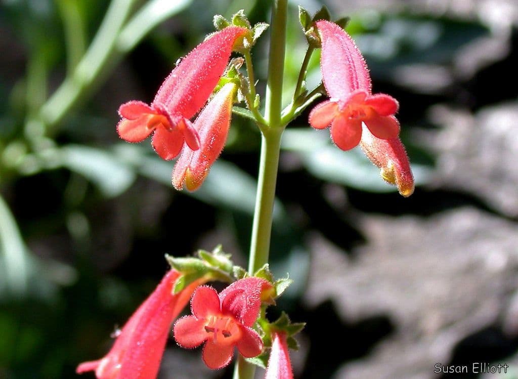 Penstemon 2