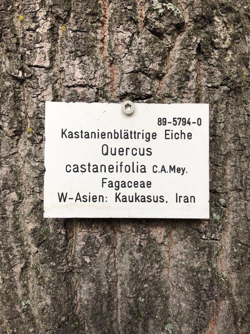 Kastanienblättrige Eiche 30