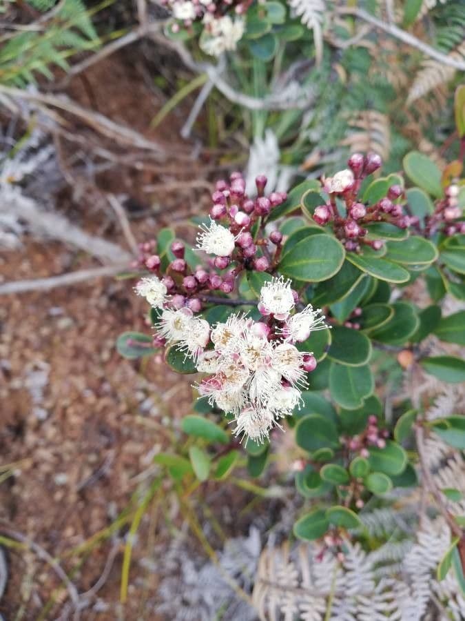 Syzygium 9