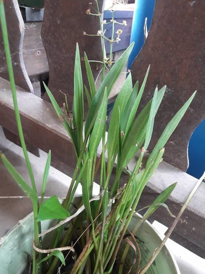 Sagittaria graminea 15