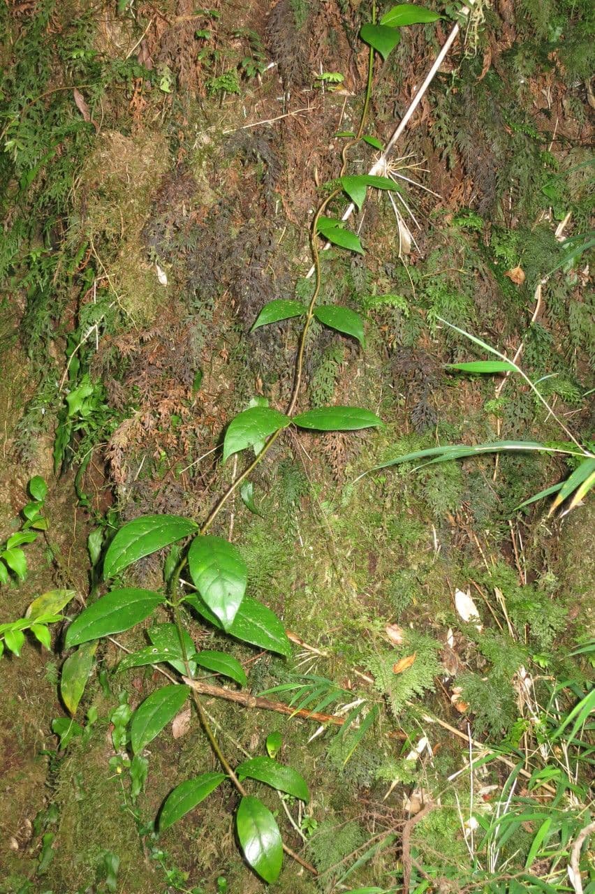 Hortenzie 5