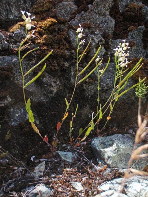 Streptanthus 11