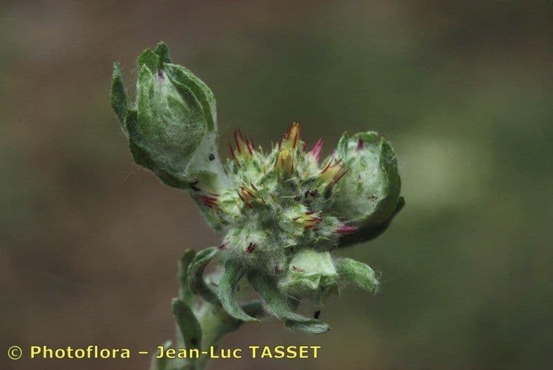 Filago lutea 4