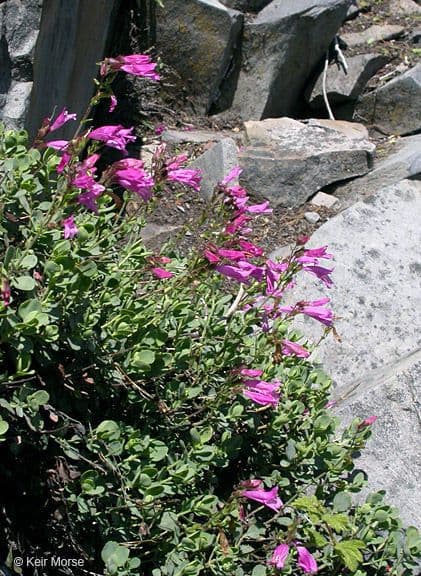Penstemon rupicolo 10