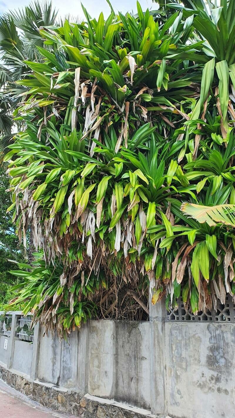 Pandan