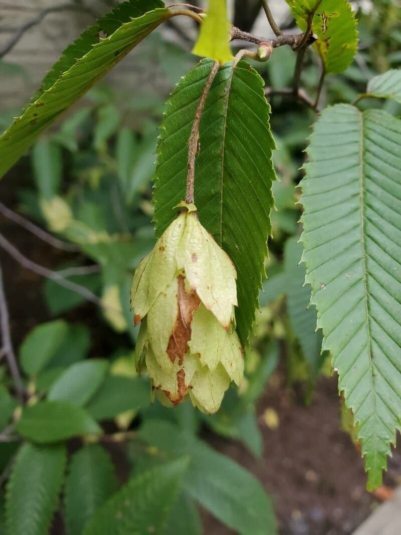 Carpinus japonica 9