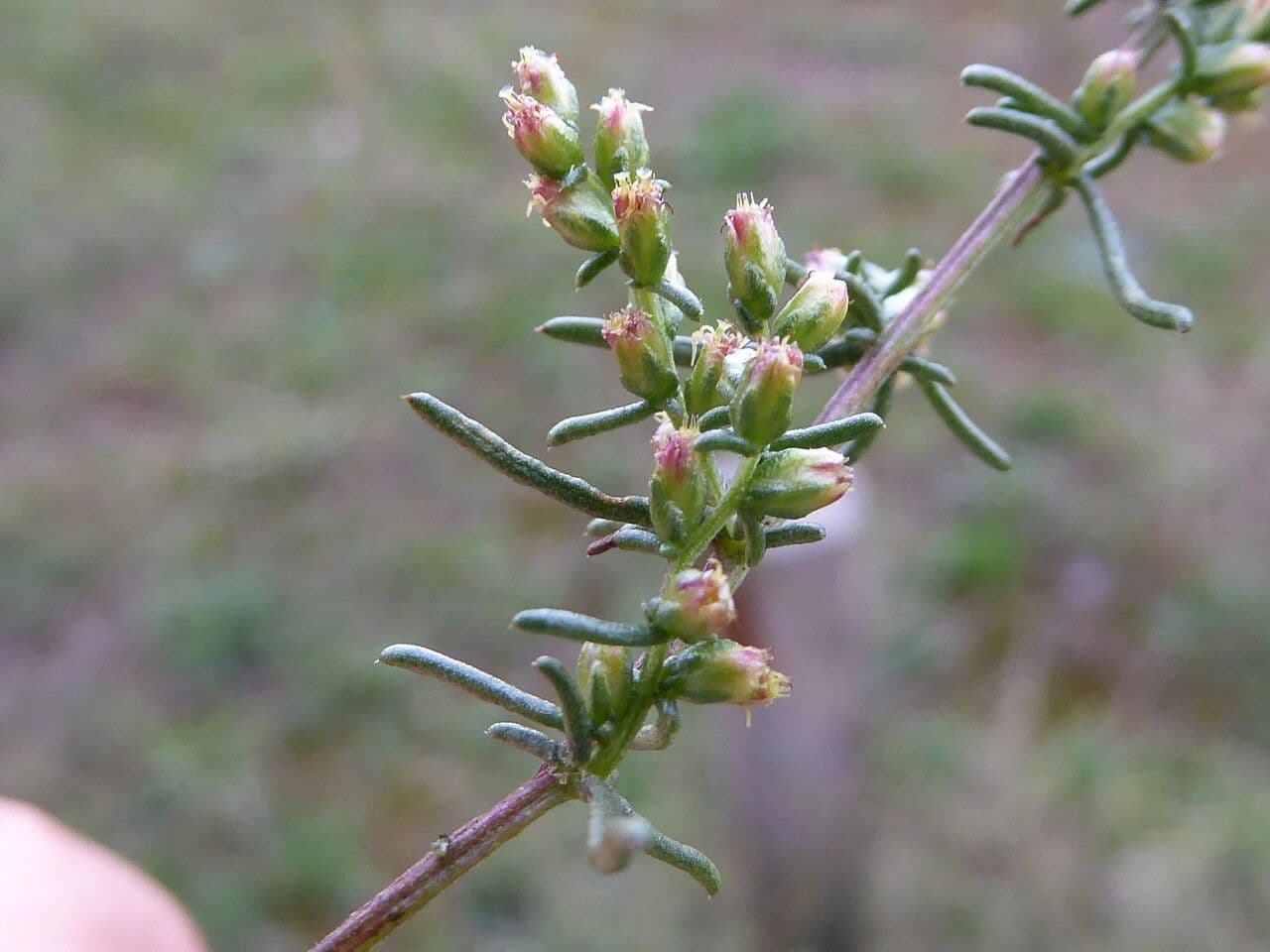 Field sagewort 7