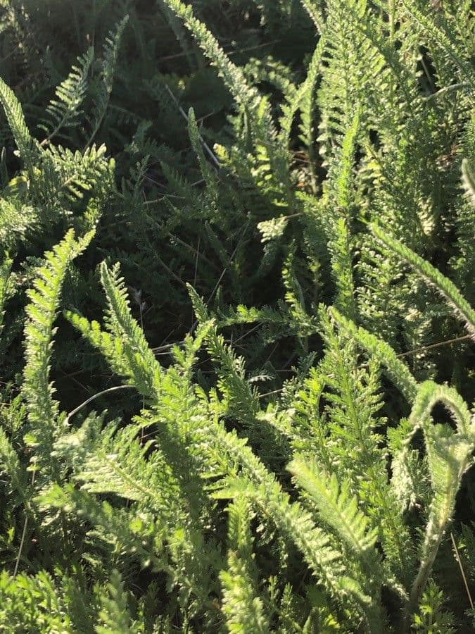 Rebríček obyčajný 10