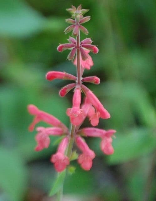 Stachys coccinea 3