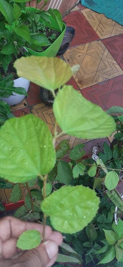 Grewia asiatica 11