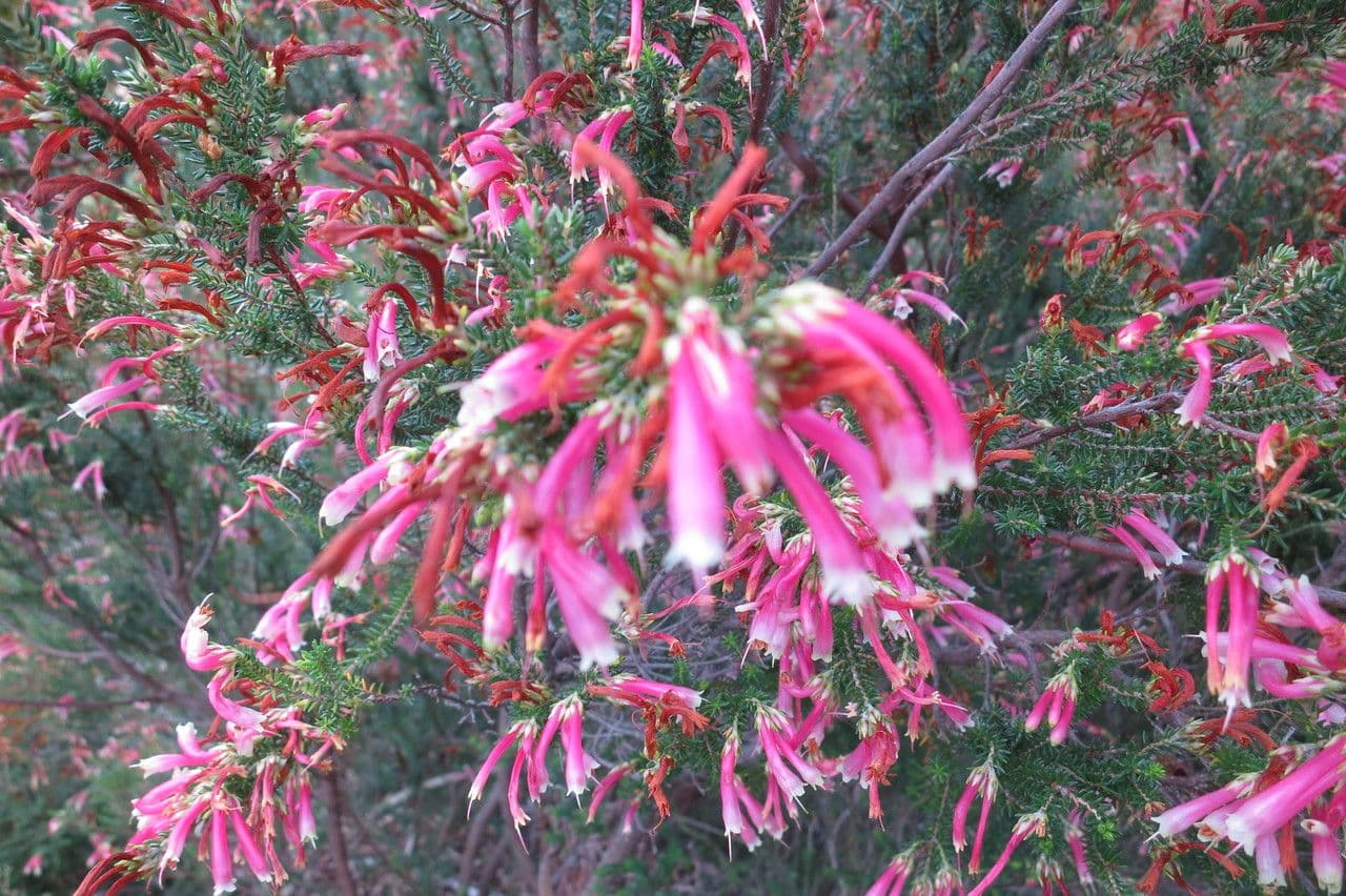 Erica discolor 7