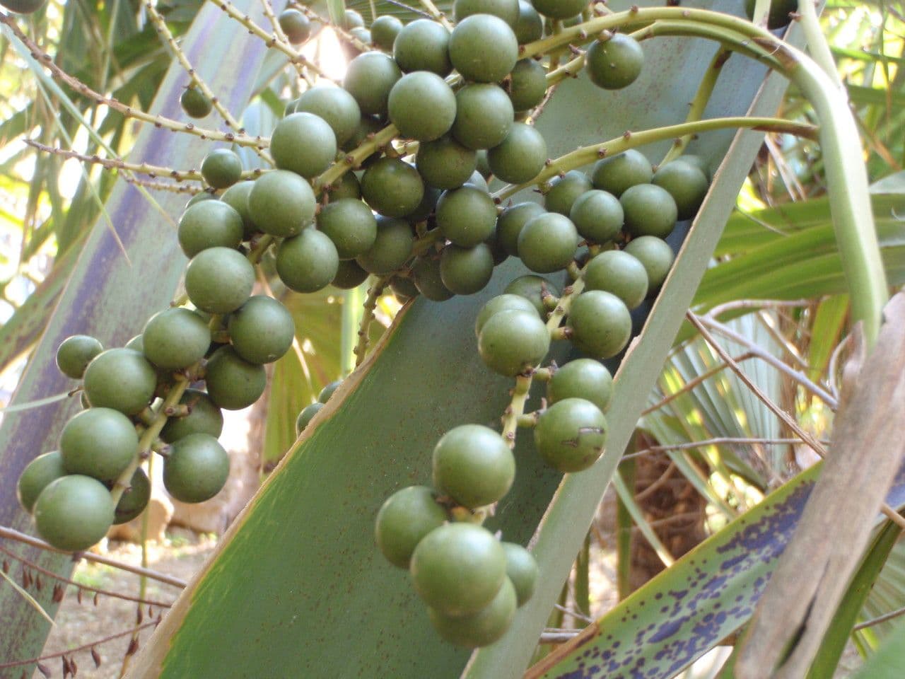 Palma 2