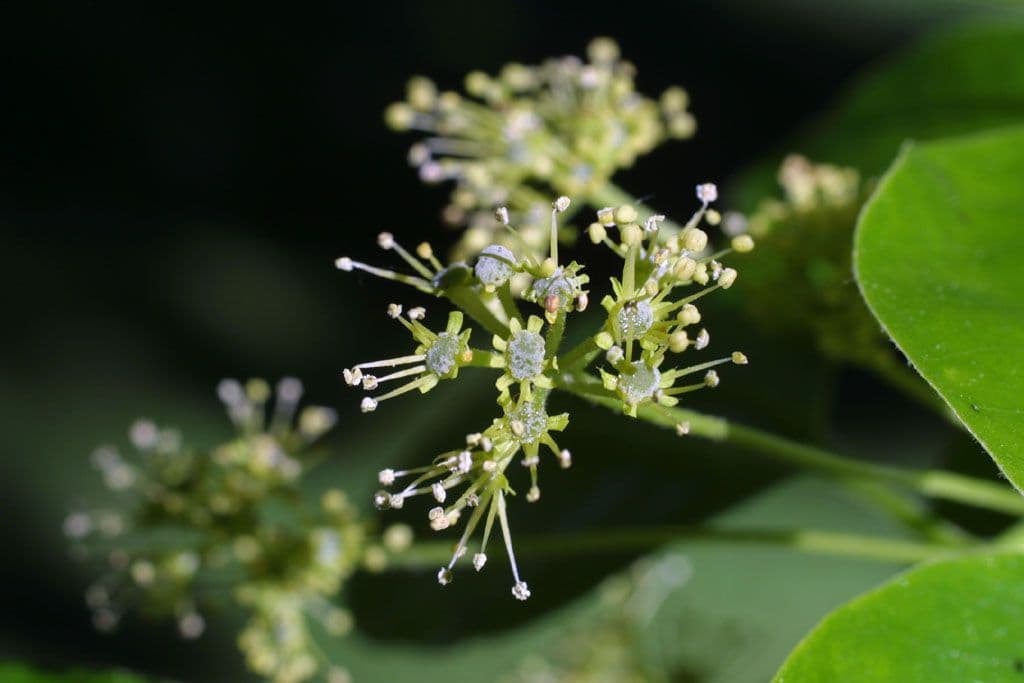 Nyssa sylvatica 9