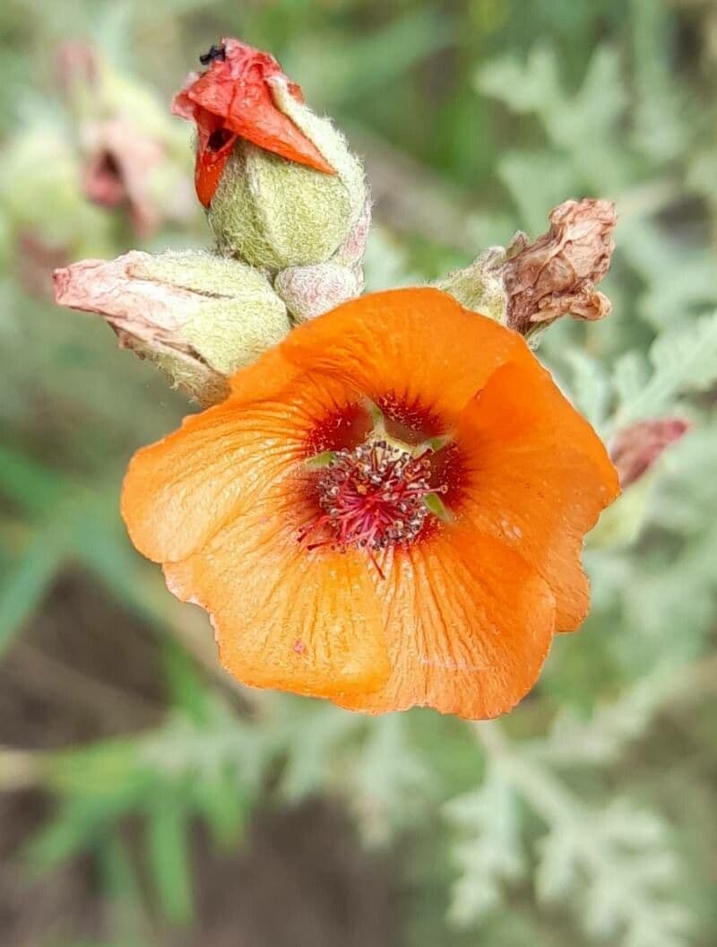 Sphaeralcea australe 3