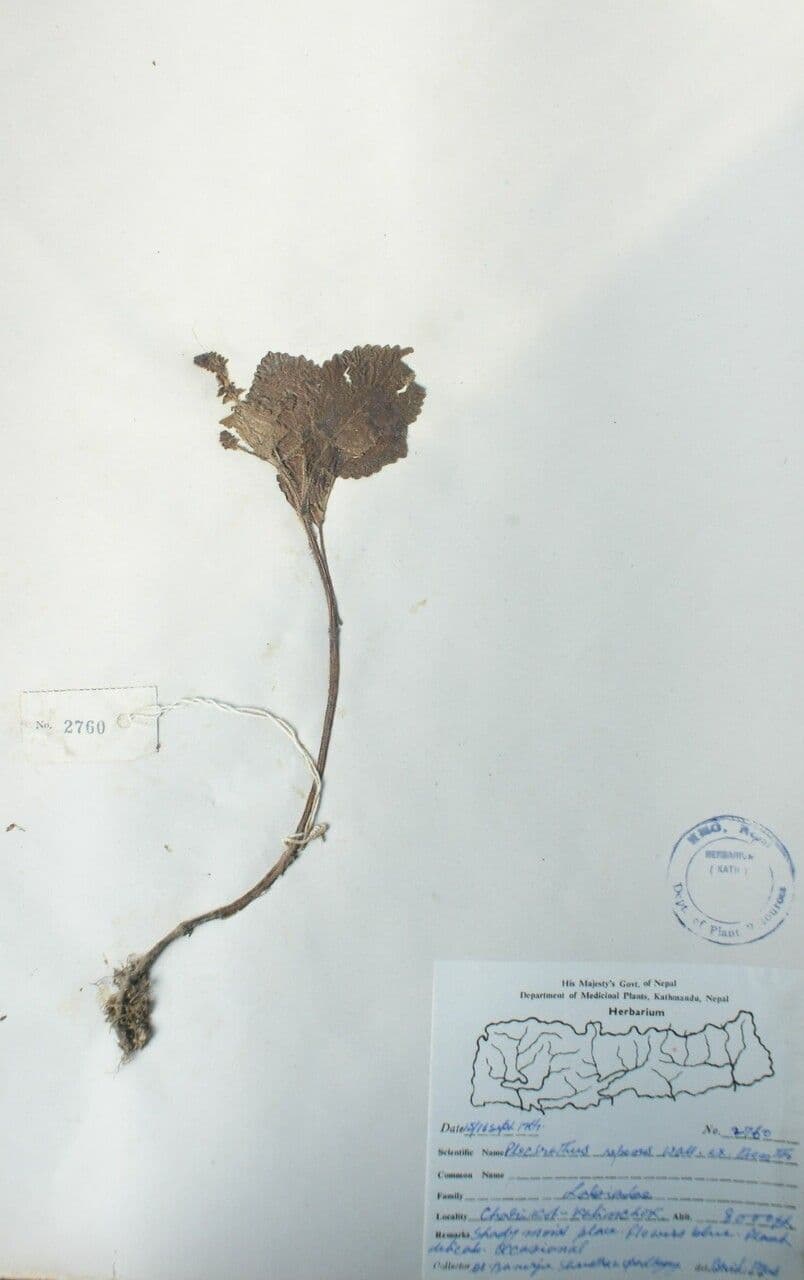 Isodon 8
