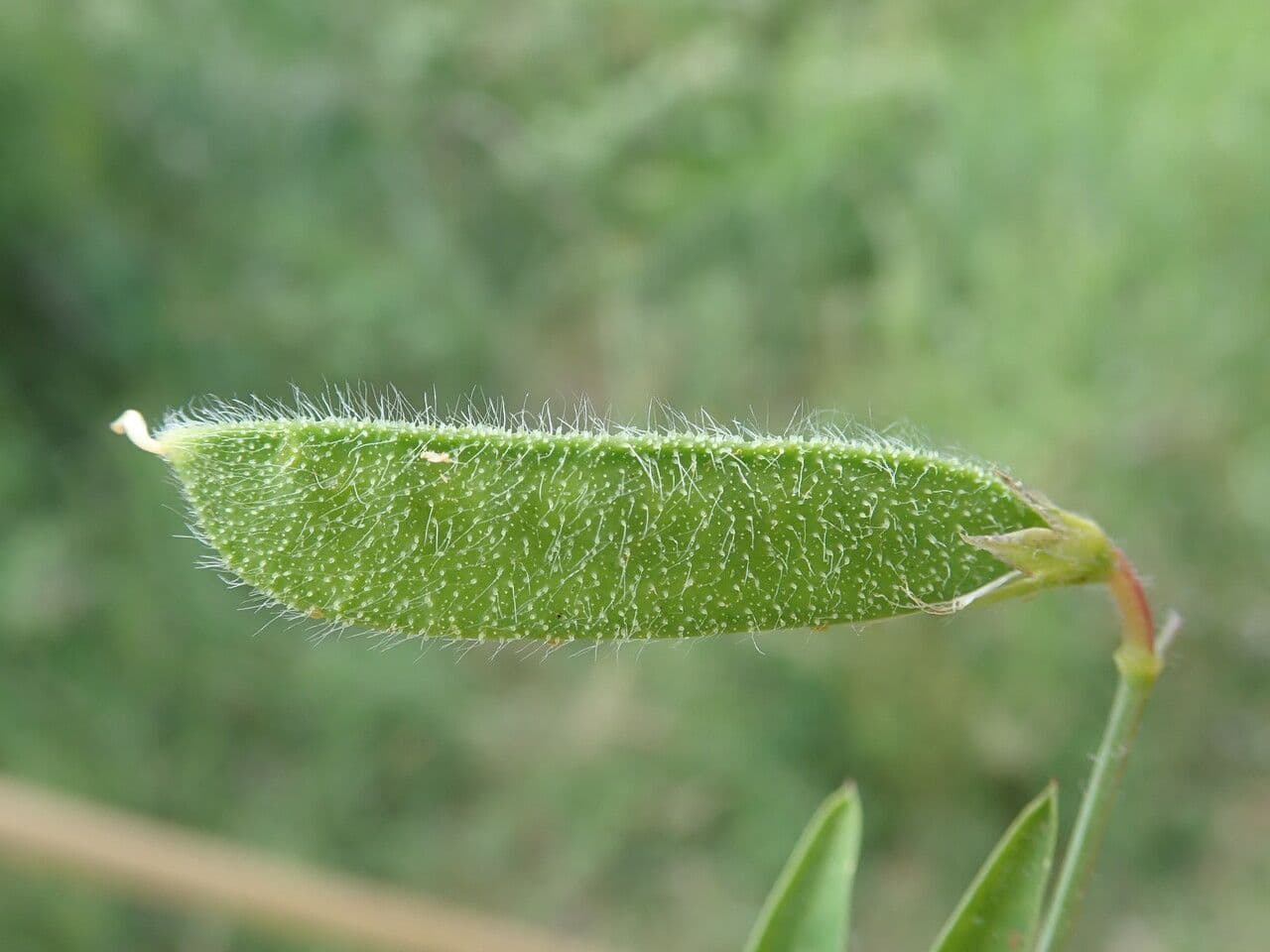 Cicerchia pelosa 5