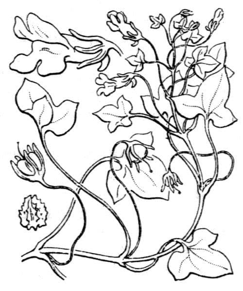 Cymbalaria 10