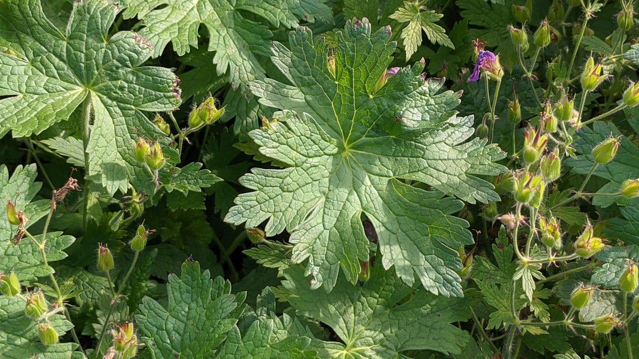 Géranium à larges pétales 16