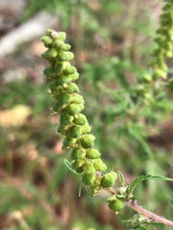 Ambrózia palinolistá 8