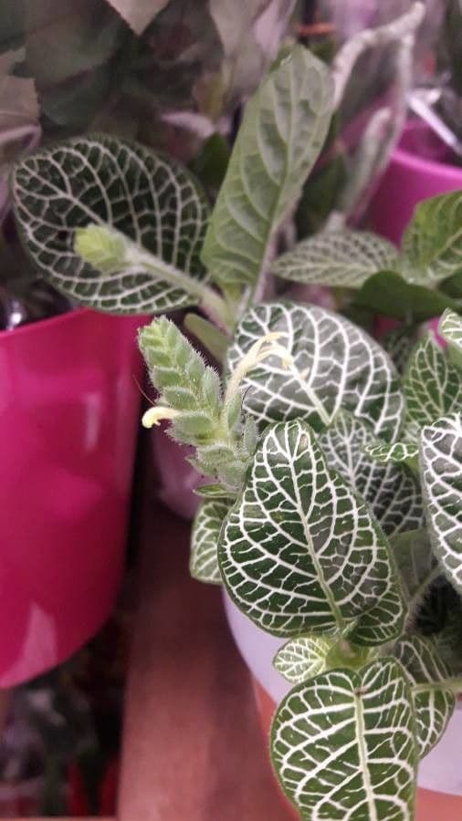 Fittonia 5