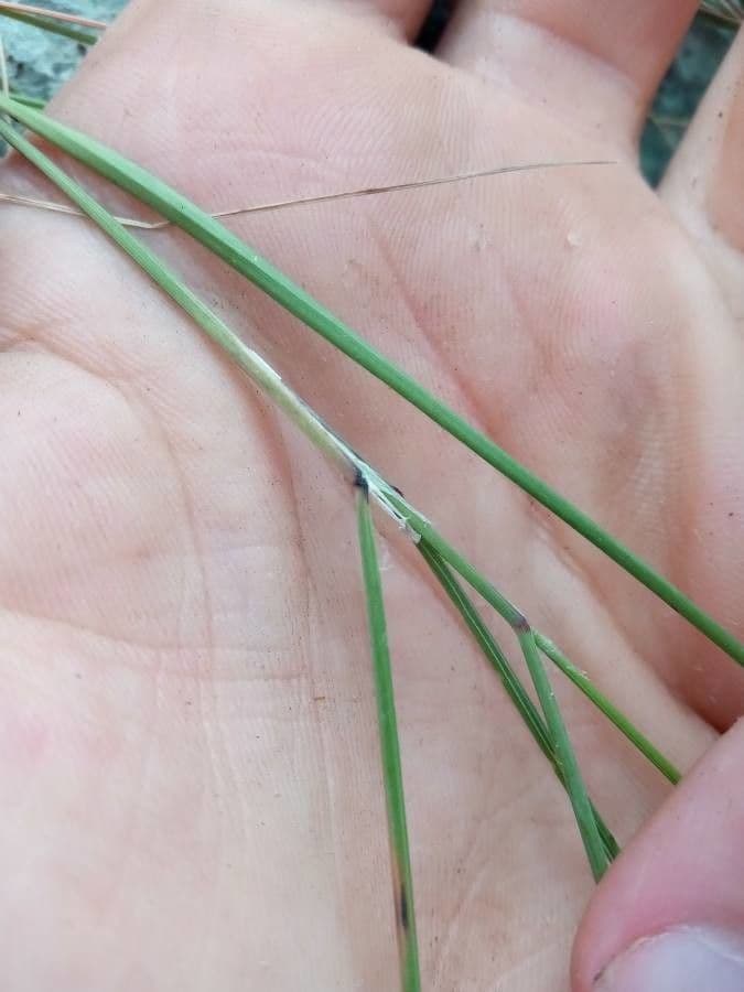 Small melick 21