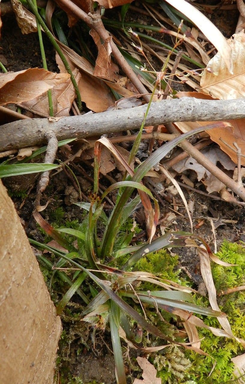 Luzula acuminata 9