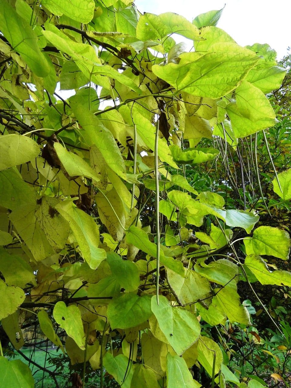 Katalpa vajcovitolistá 15