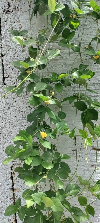 Vigna luteola 20