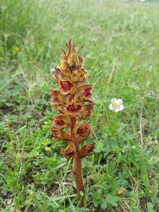 Succiamele gracile 10