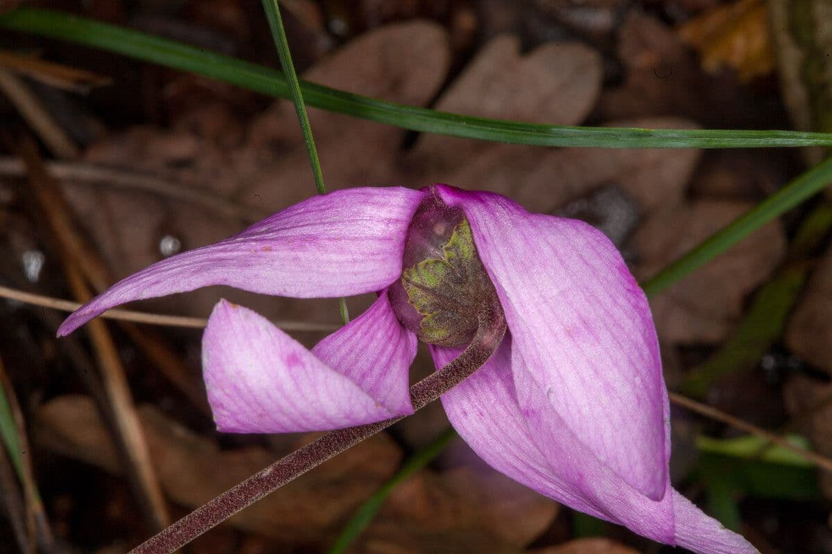 Cyclamen 18