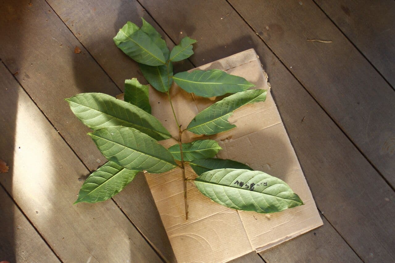 Brosimum amazonicum
