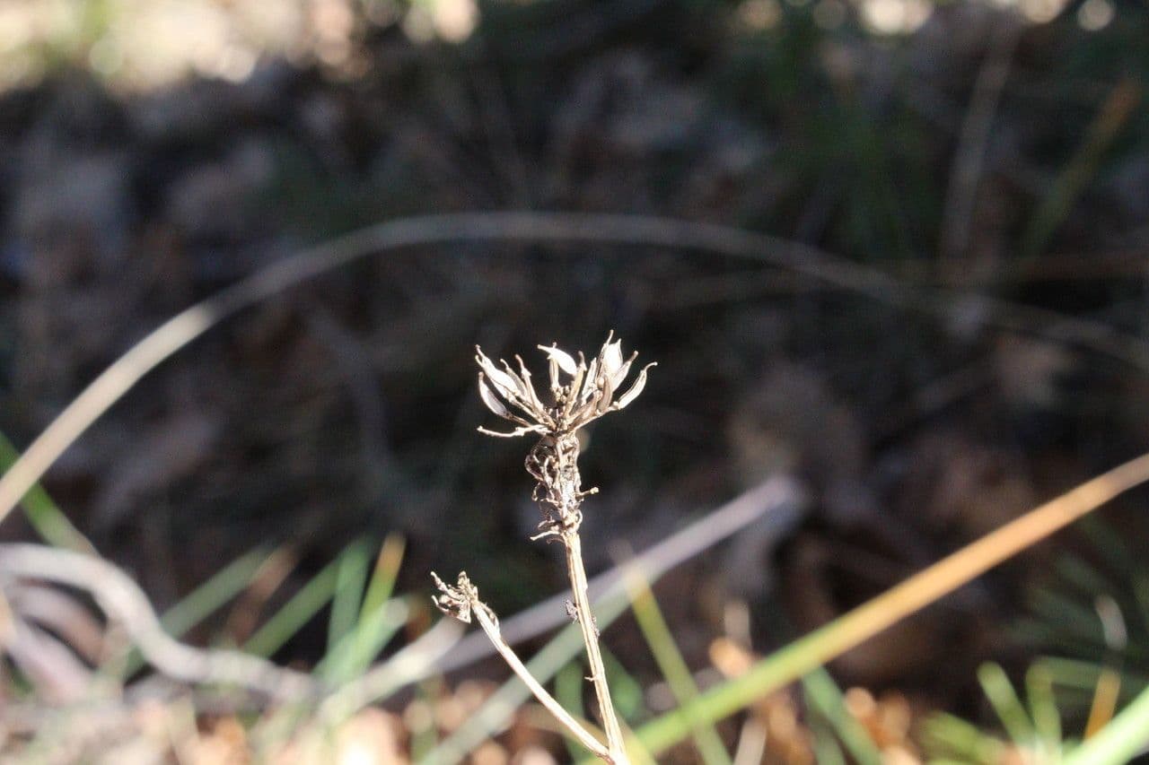 Schiffchenblättrige Schleifenblume
