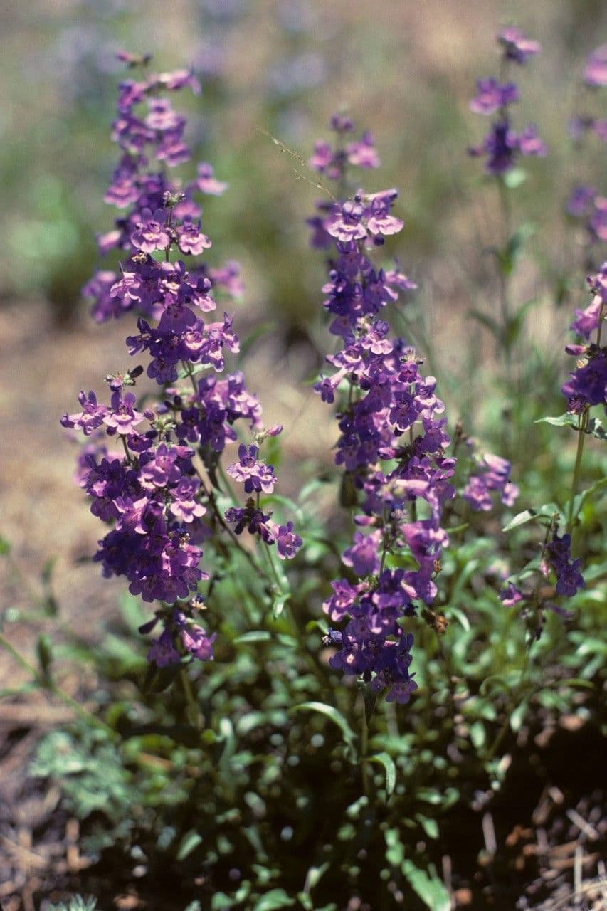 Schmalblättrige Bartblume 4