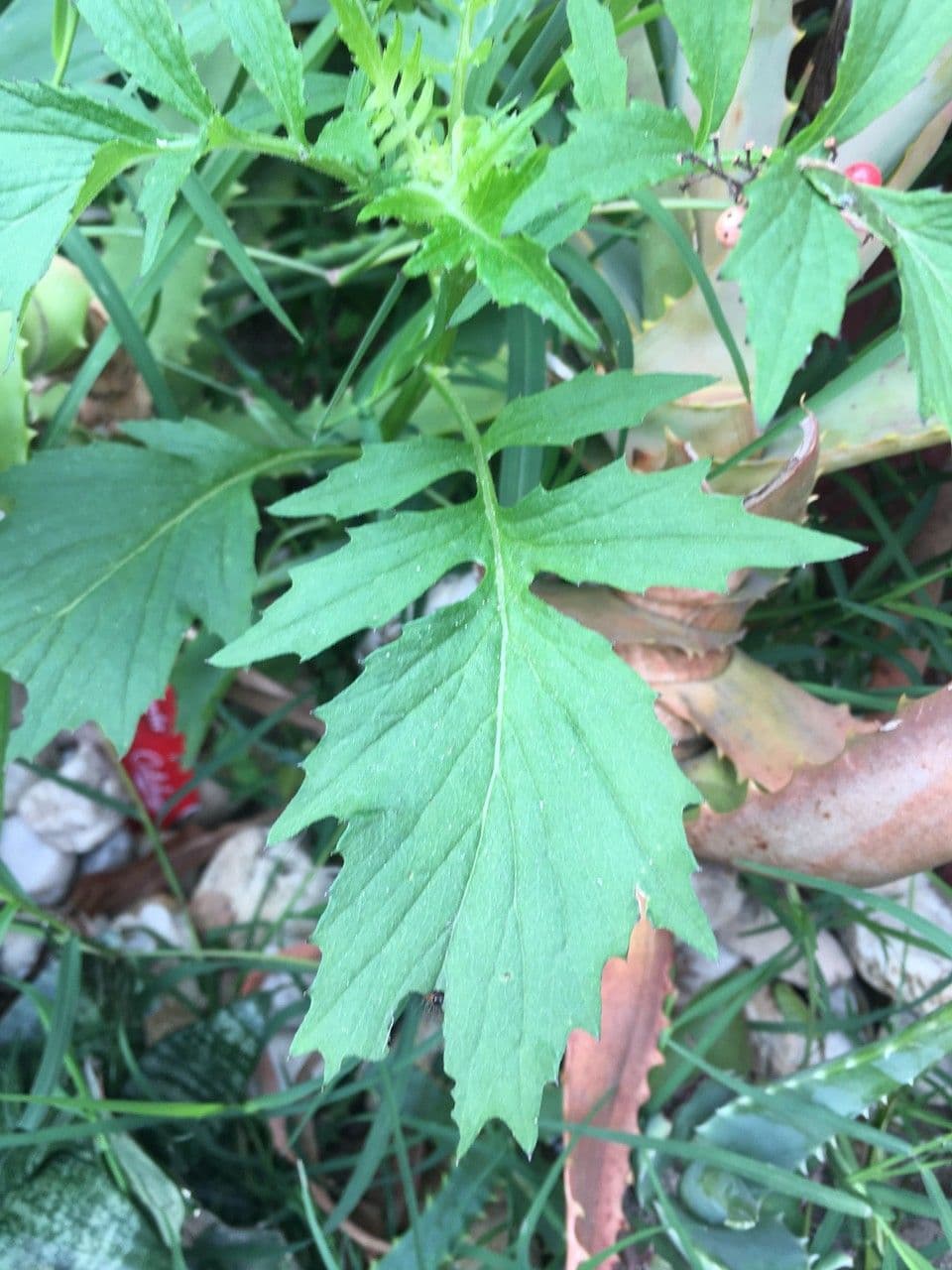 Erba bruciata valerianifolia 15