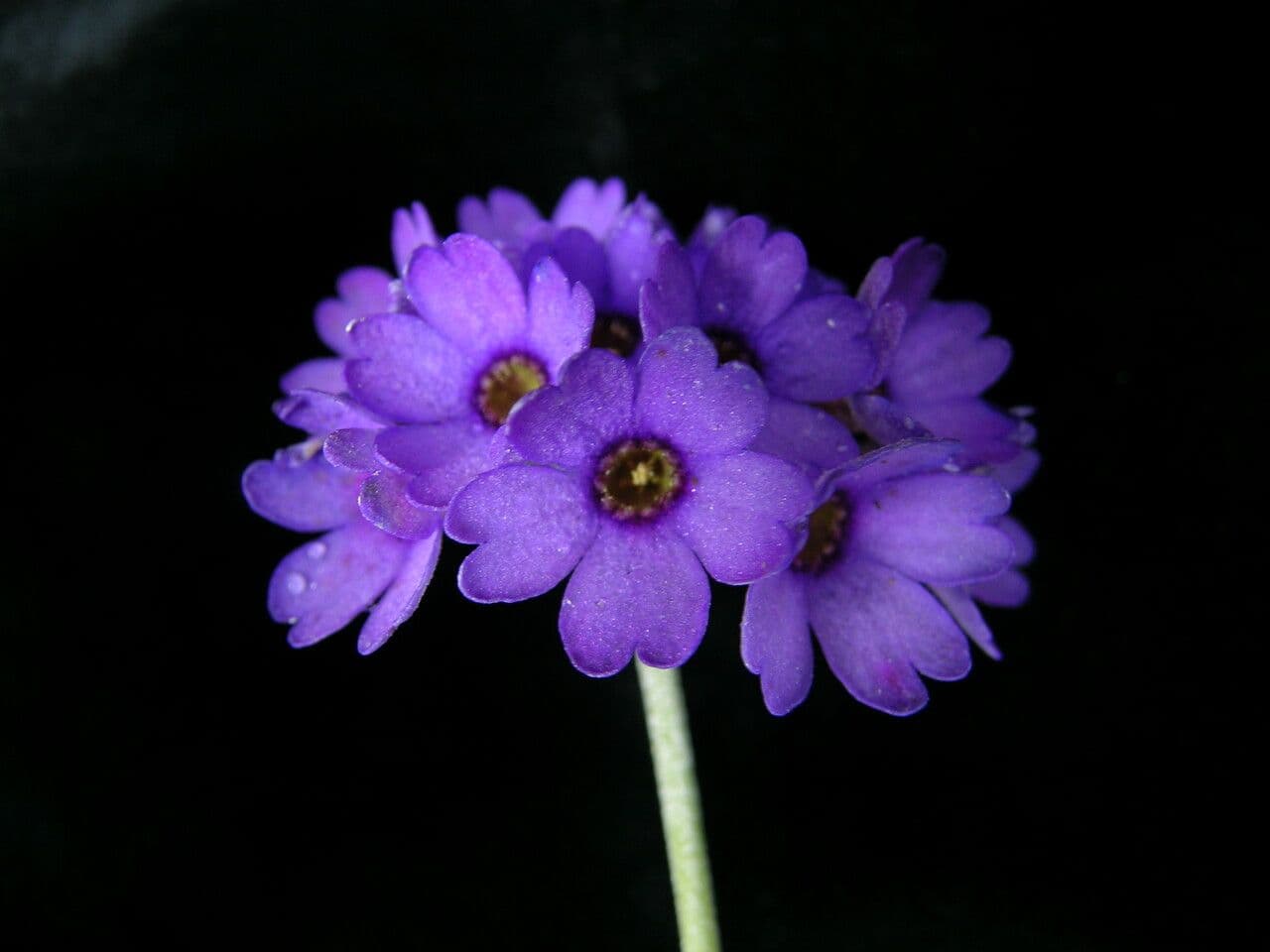 Primula capitata 3