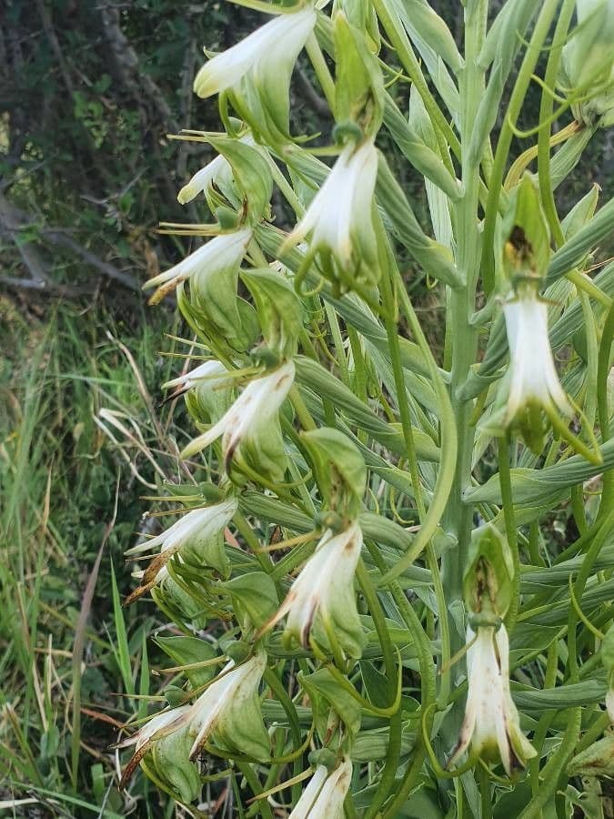 Bonatea 7