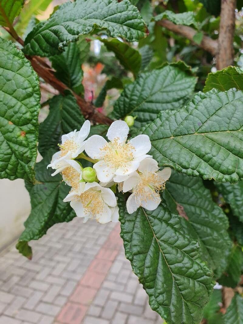 Campomanesia xanthocarpa 8