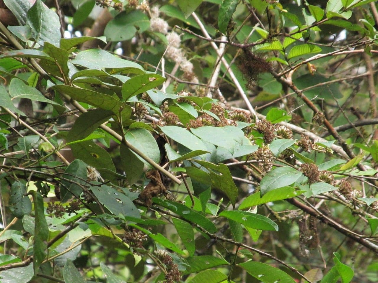Piptocarpha 10