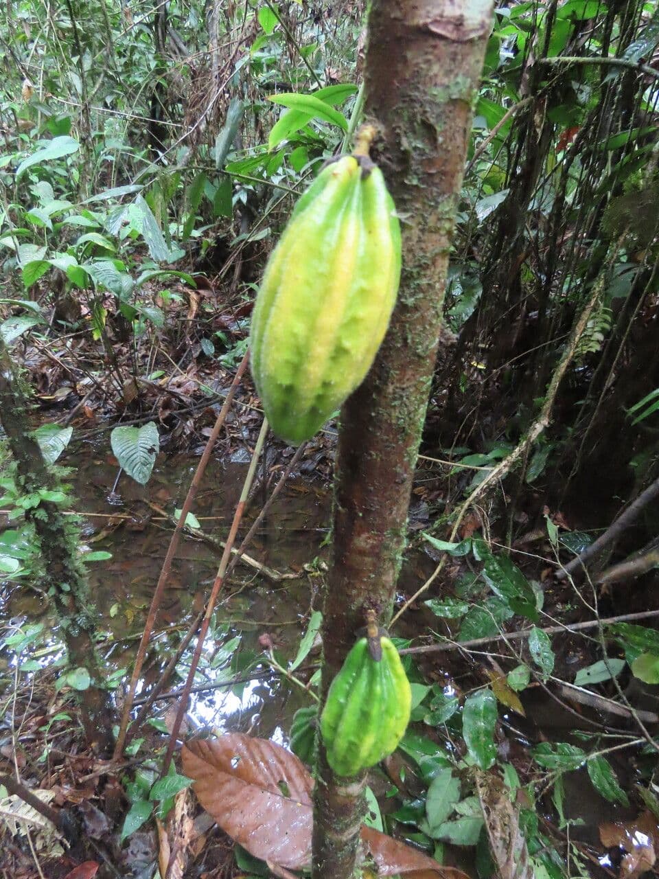 Herrania 3