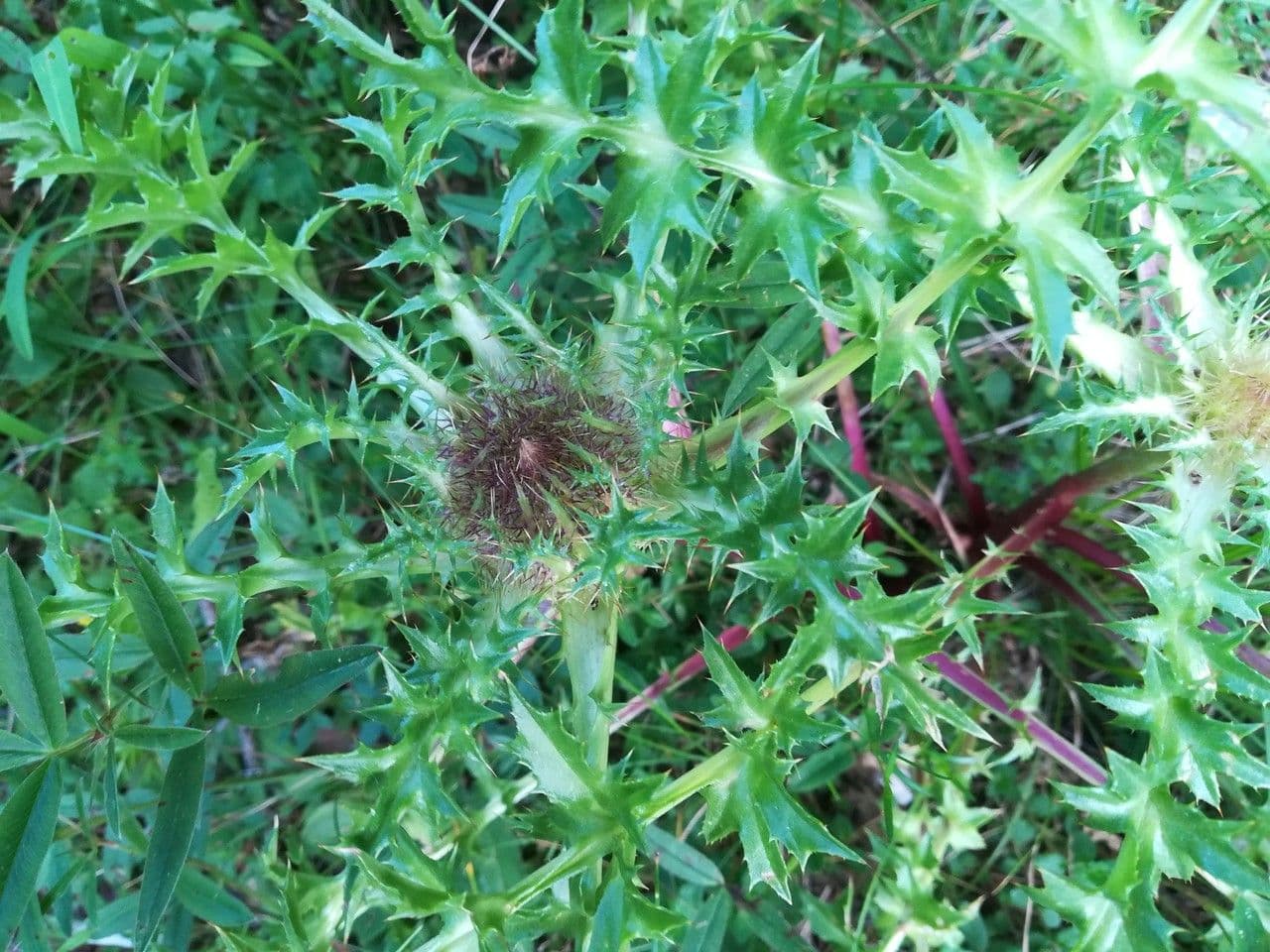 Silberdistel 20