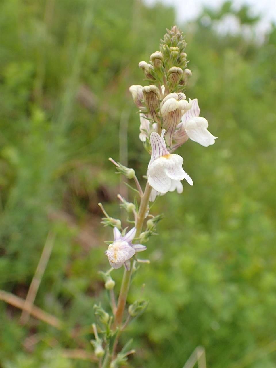 Linaria strisciante 14