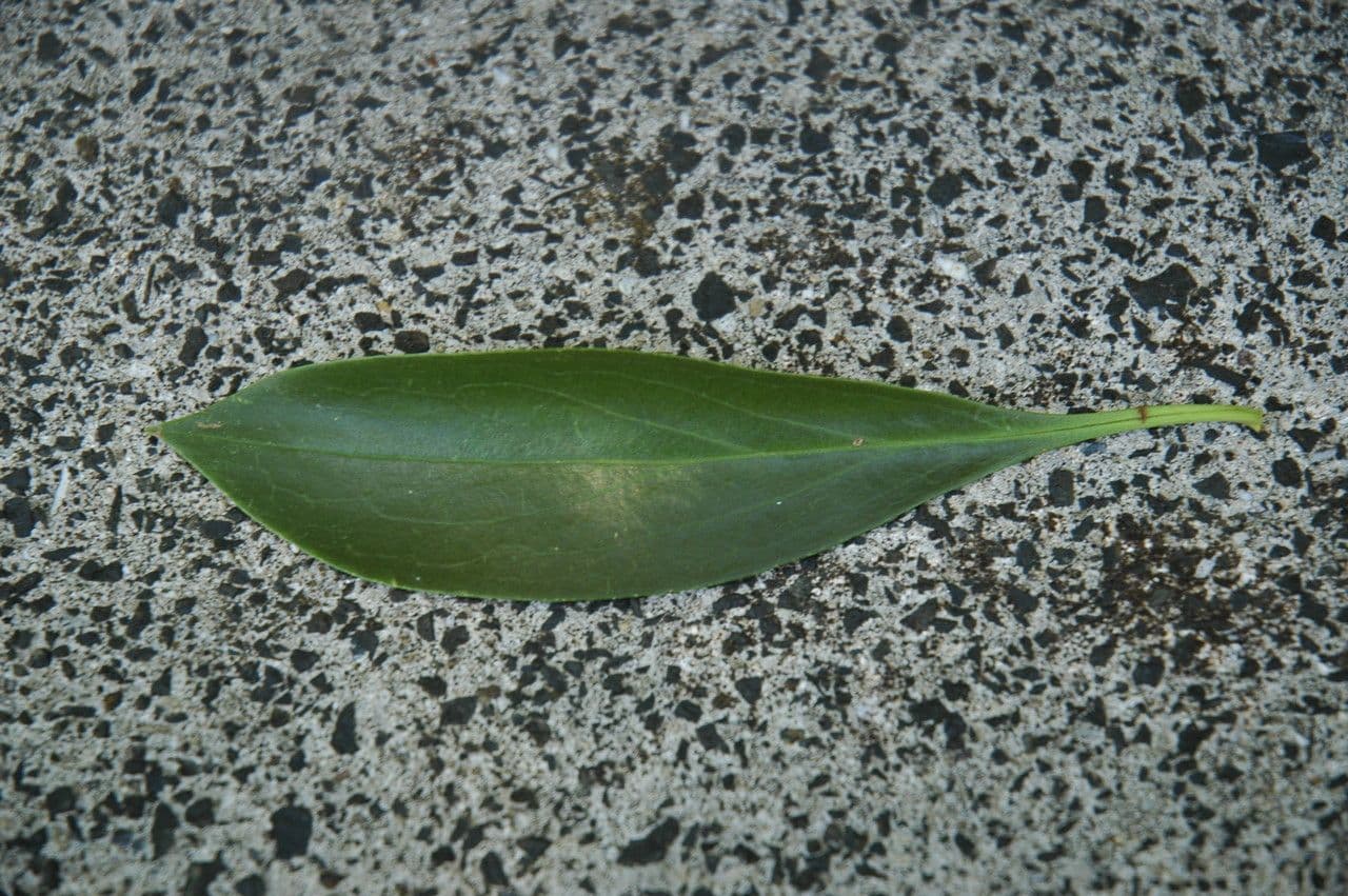 Myoporum 7